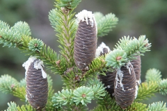 Balsam-Fir-Seed-cones-with-resin-oozing-out