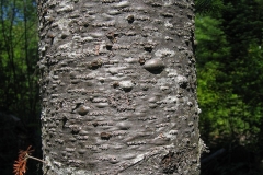 Balsam-Fir-bark