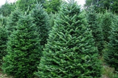 Balsam-fir-Tree