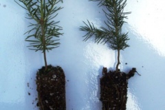 Balsam-fir-sapling