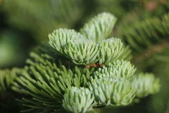 Close-up-of-thickly-leaved-branchlets-of-Balsam-Fir