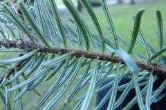 Closer-view-of-leaves-of-Balsam-Fir