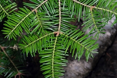 Leaves-of-Balsam-Fir