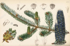 Plant-illustration-of-Balsam-Fir