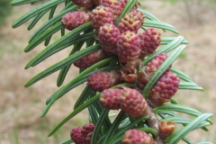 Pollen-cones-of-Balsam-Fir
