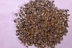 Seeds-of-Balsam-Fir