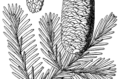 Sketch-of-Balsam-Fir