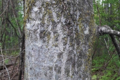 Balsam-poplar-bark