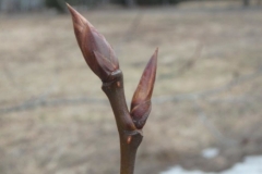 Balsam-poplar-buds