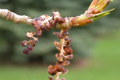Balsam-poplar-flower