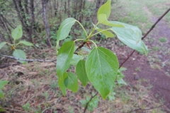 Balsam-poplar-leaves