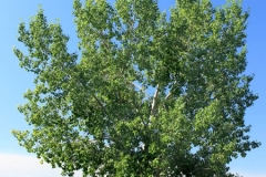 Balsam-poplar-tree
