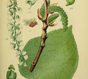 Plant-illustration-of-Balsam-poplar