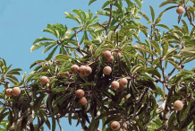 Bambangan-fruit-on-the-tree
