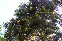 Bambangan-tree