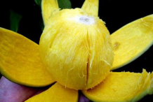Images-showing-Flesh-of-Bambangan
