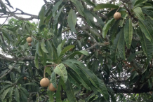 Leaves-of-Bambangan