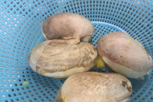Seeds-of-Bambangan