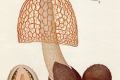 Plant-illustration-of-Bamboo-mushrooms