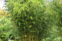 Bamboo-tree