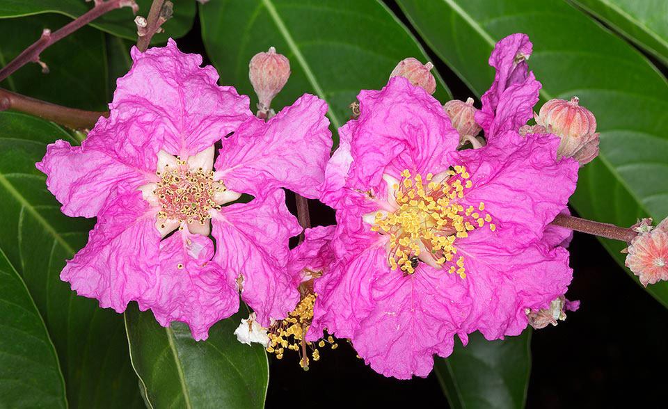 Closer-view-of-flower-of-Banaba