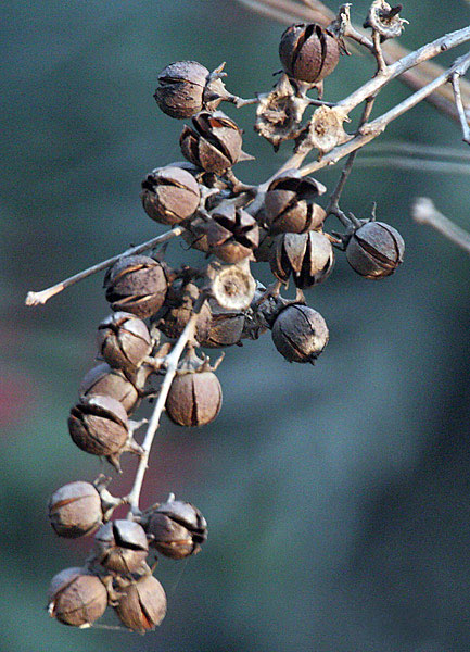 Dried-fruits-of-Banaba