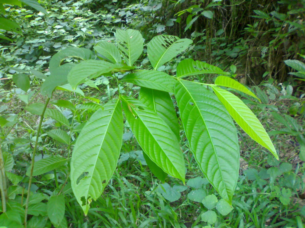 Leaves-of-Banaba