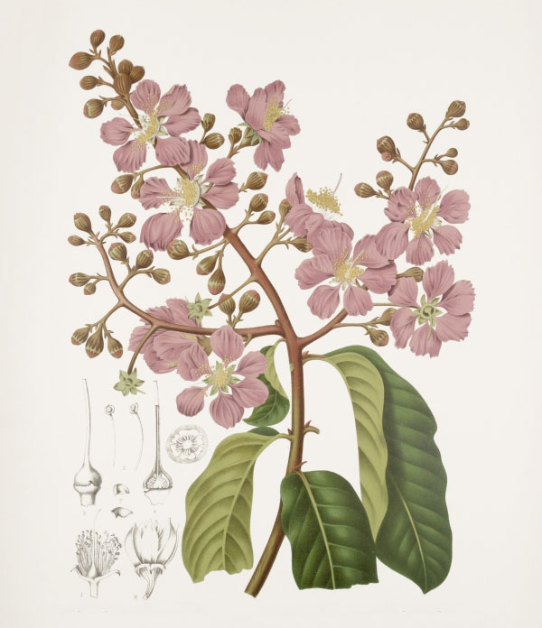 Plant-Illustration-of-Banaba