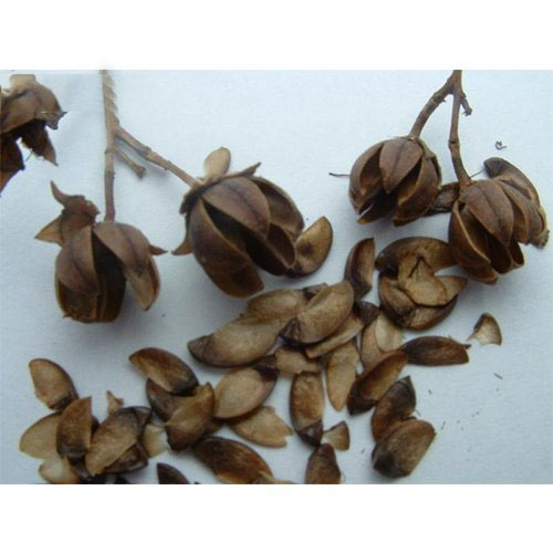 Seeds-of-Banaba-fruit