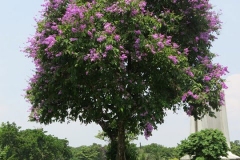 Banaba-Tree