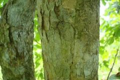 Banaba-bark