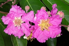 Closer-view-of-flower-of-Banaba