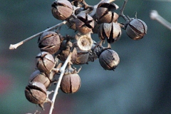 Dried-fruits-of-Banaba