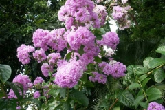 Flower-of-Banaba
