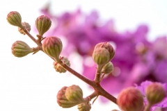 Flowering-buds-of-Banaba