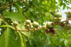 Immature-fruits-of-Banaba