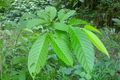 Leaves-of-Banaba