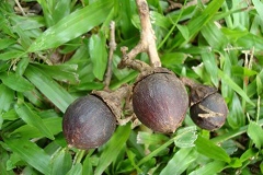 Mature-fruits-of-Banaba