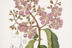 Plant-Illustration-of-Banaba