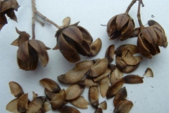 Seeds-of-Banaba-fruit