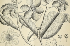 Sketch-of-Banaba