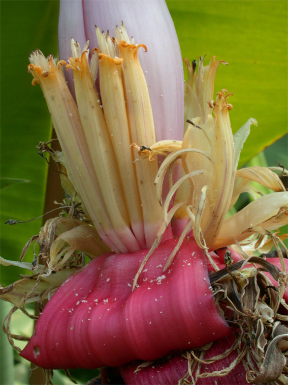 Banana-Flower-1