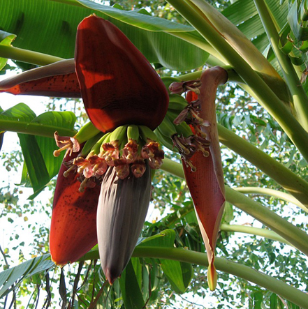 12 Top Health Benefits Of Banana Flower Hb Times,Stair Carpeting Options