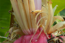 Banana-Flower-1