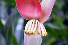 Banana-Flower-8