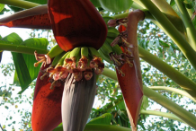 Banana-Flower