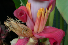 Banana-Flower-2