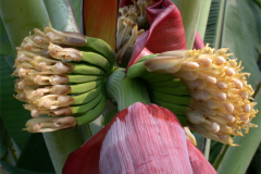 Banana-Flower-3