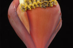 Banana-Flower-4
