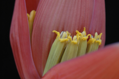 Banana-Flower-5